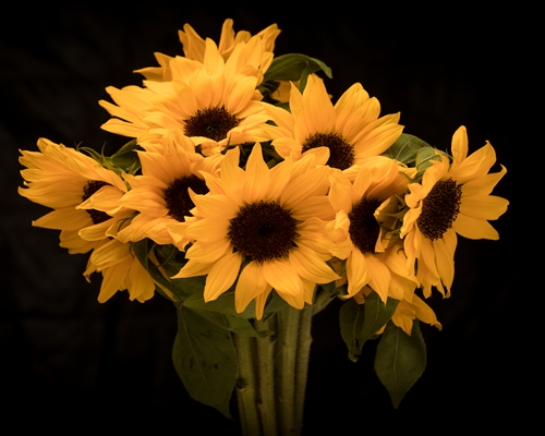 SUNFLOWER SUNRICH GOLD